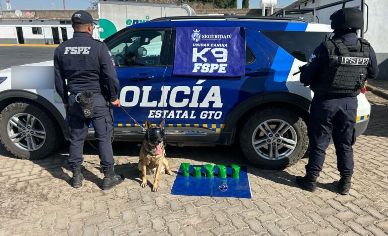 Nada se le pasa a Janka, el oficial canino que evitó que enviaran hierba de Irapuato a Vallarta
