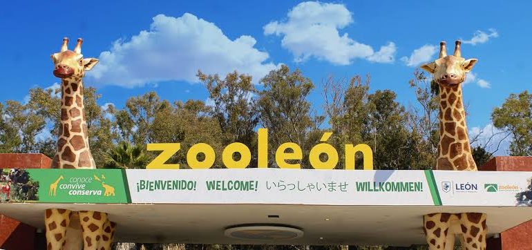 Zoológico de León rompe contrato con firma cazatalentos y reclama devolución de 127 mil pesos