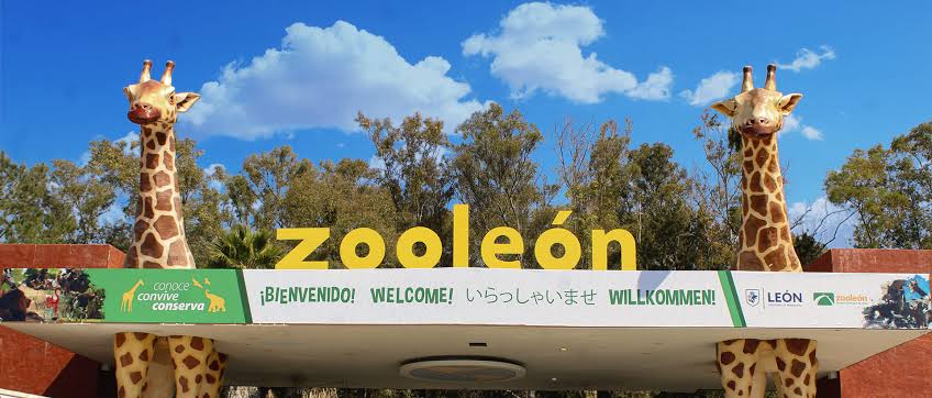 Zoológico de León rompe contrato con firma cazatalentos y reclama devolución de 127 mil pesos