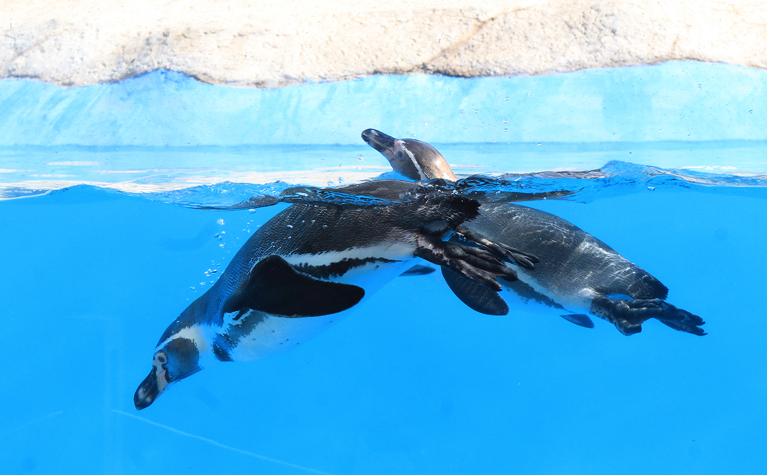 Muerte de pingüino en el Zoológico de León queda bajo investigación; resultados tardarán hasta 22 días